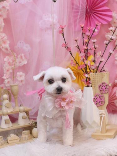 20250326うららちゃん